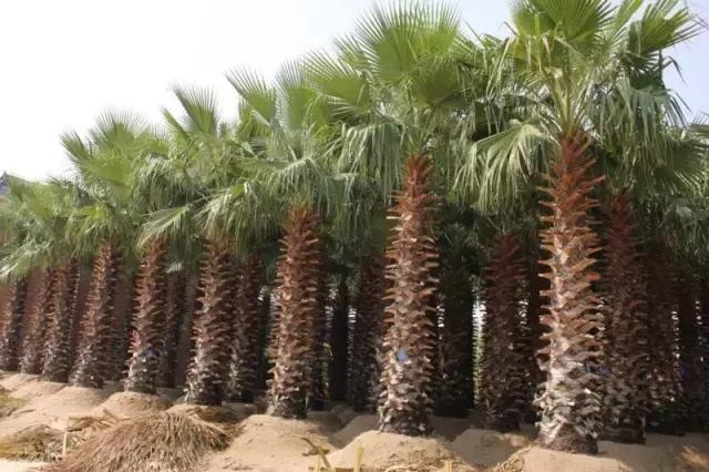 海南，热带天堂，心动之旅🌴🌊