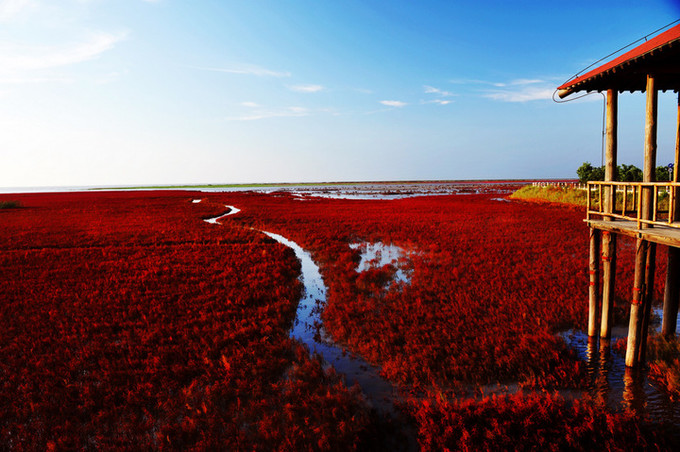盘锦,美丽土地的独特魅力🌿